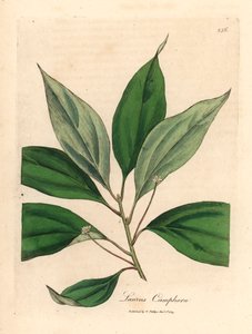 Árbol de alcanfor, Laurus camphora, de una ilustración botánica de James Sowerby de "Medical Botany" de William Woodville y Sir William Jackson Hooker, 1832 (grabado en placa de cobre coloreada a mano) de James (after) Sowerby