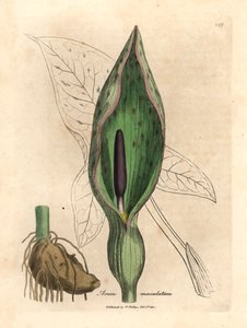 Aro común, Arum maculatum, de una ilustración botánica de James Sowerby de "Medical Botany" de William Woodville y Sir William Jackson Hooker, 1832 (grabado en placa de cobre coloreada a mano) de James (after) Sowerby