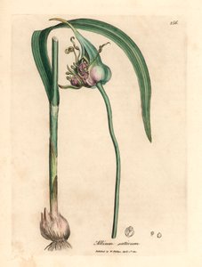 Ajo común cultivado, Allium sativum, de una ilustración botánica de James Sowerby de "Medical Botany" de William Woodville y Sir William Jackson Hooker, 1832 (grabado en placa de cobre coloreada a mano) de James (after) Sowerby