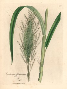 Caña de azúcar común, Saccharum officinarum, de una ilustración botánica de James Sowerby de la obra "Medical Botany" de William Woodville y Sir William Jackson Hooker de 1832 (grabado en cobre coloreado a mano) de James (after) Sowerby