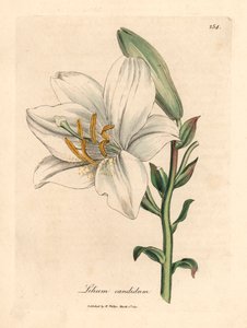 Lirio blanco común, Lilium candidum, de una ilustración botánica de James Sowerby de "Medical Botany" de William Woodville y Sir William Jackson Hooker, 1832 (grabado en placa de cobre coloreada a mano)