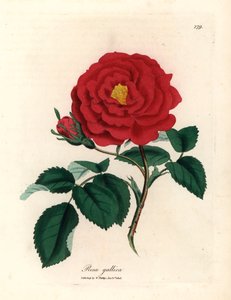 Rosa oficial carmesí, Rosa gallica, de una ilustración botánica de James Sowerby de "Medical Botany" de William Woodville y Sir William Jackson Hooker 1832 (grabado en placa de cobre coloreada a mano) de James (after) Sowerby