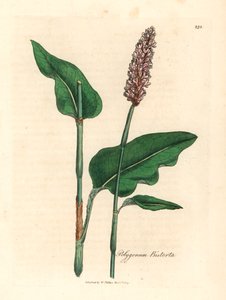 Bistorta mayor, Polygonum bistorta, de una ilustración botánica de James Sowerby de "Medical Botany" de William Woodville y Sir William Jackson Hooker, 1832 (grabado en placa de cobre coloreada a mano)