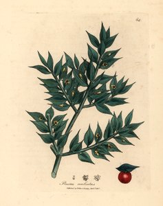 Escoba de carnicero de flores verdes, Ruscus aculeatus, de una ilustración botánica de James Sowerby de "Medical Botany" de William Woodville y Sir William Jackson Hooker 1832 (grabado en placa de cobre coloreada a mano) de James (after) Sowerby
