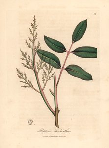 Hojas y flores del árbol chian o árbol de trementina de Chipre, Pistacia terebinthus, de una ilustración botánica de James Sowerby de "Medical Botany" de William Woodville y Sir William Jackson Hooker 1832 (grabado en placa de cobre coloreada a mano) de James (after) Sowerby