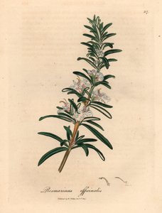 Romero de flores azul claro, Rosmarinus officinalis, de una ilustración botánica de James Sowerby de William Woodville y "Medical Botany" de Sir William Jackson Hooker 1832 (grabado en placa de cobre coloreada a mano)