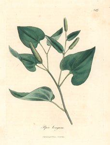 Pimienta larga, Piper longum, de una ilustración botánica de James Sowerby de "Medical Botany" de William Woodville y Sir William Jackson Hooker, 1832 (grabado en placa de cobre coloreada a mano) de James (after) Sowerby