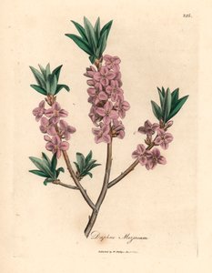 Mezereon de flores rosadas, Daphne mezereum, de una ilustración botánica de James Sowerby de "Medical Botany" de William Woodville y Sir William Jackson Hooker, 1832 (grabado en placa de cobre coloreada a mano) de James (after) Sowerby