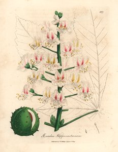 Flor rosa y fruto del castaño de Indias, Aesculus hippocastanum, de una ilustración botánica de James Sowerby de William Woodville y "Medical Botany" de Sir William Jackson Hooker 1832 (grabado en placa de cobre coloreada a mano)