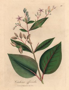 Árbol de corteza peruana de flores rosadas, Cinchona officinalis, de una ilustración botánica de James Sowerby de William Woodville y "Medical Botany" de Sir William Jackson Hooker 1832 (grabado en placa de cobre coloreada a mano)