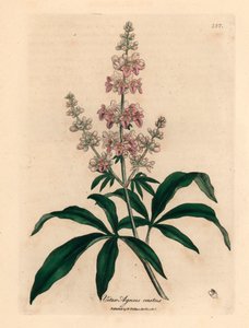 Árbol casto de flores rosadas, Vitex agnus castus, de una ilustración botánica de James Sowerby de William Woodville y "Medical Botany" de Sir William Jackson Hooker 1832 (grabado en placa de cobre coloreada a mano)