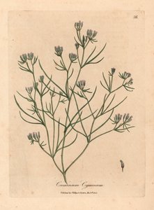 Comino de flores rosadas, Cuminum cyminum, de una ilustración botánica de James Sowerby de "Medical Botany" de William Woodville y Sir William Jackson Hooker, 1832 (grabado en placa de cobre coloreada a mano)