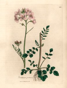 Bata de damas con flores rosadas o flor de cuco, Cardamine pratensis, de una ilustración botánica de James Sowerby de William Woodville y "Medical Botany" de Sir William Jackson Hooker 1832 (grabado en placa de cobre coloreada a mano) de James (after) Sowerby