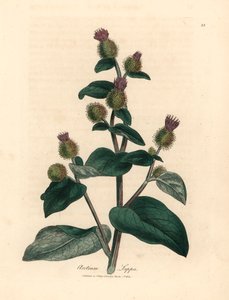 Bardana de flores moradas, Arctium lappa, de una ilustración botánica de James Sowerby de William Woodville y "Medical Botany" de Sir William Jackson Hooker, 1832 (grabado en placa de cobre coloreada a mano) de James (after) Sowerby