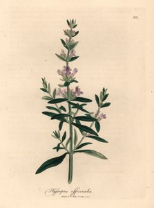 Hisopo de flores moradas, Hyssopus officinalis, de una ilustración botánica de James Sowerby de "Medical Botany" de William Woodville y Sir William Jackson Hooker, 1832 (grabado en placa de cobre coloreada a mano) de James (after) Sowerby