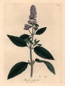 Menta de flores moradas, Mentha piperita, de una ilustración botánica de James Sowerby de "Medical Botany" de William Woodville y Sir William Jackson Hooker, 1832 (grabado en placa de cobre coloreada a mano) de James (after) Sowerby