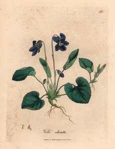 Violeta dulce de flores moradas, Viola odorata, de una ilustración botánica de James Sowerby de "Medical Botany" de William Woodville y Sir William Jackson Hooker 1832 (grabado en placa de cobre coloreada a mano) de James (after) Sowerby
