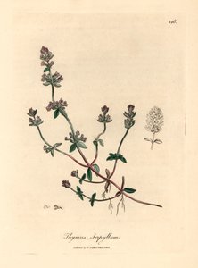 Tomillo silvestre de flores moradas, Thymus serpyllum, de una ilustración botánica de James Sowerby de "Medical Botany" de William Woodville y Sir William Jackson Hooker, 1832 (grabado en placa de cobre coloreada a mano) de James (after) Sowerby