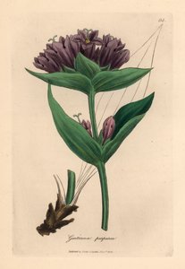 Genciana púrpura, Gentiana purpurea, de una ilustración botánica de James Sowerby de "Medical Botany" de William Woodville y Sir William Jackson Hooker 1832 (grabado en placa de cobre coloreada a mano) de James (after) Sowerby