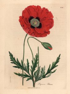 Amapola roja o de maíz, Papaver rhoeas, de una ilustración botánica de James Sowerby de "Medical Botany" de William Woodville y Sir William Jackson Hooker, 1832 (grabado en placa de cobre coloreada a mano) de James (after) Sowerby