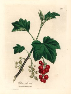 Grosella roja, Ribes rubrum, de una ilustración botánica de James Sowerby de William Woodville y "Medical Botany" de Sir William Jackson Hooker, 1832 (grabado en placa de cobre coloreada a mano)