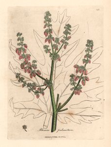 Flores y tallo de rubarbo, contorno de hoja, Rheum palmatum, de una ilustración botánica de James Sowerby de William Woodville y "Medical Botany" de Sir William Jackson Hooker 1832 (grabado en placa de cobre coloreada a mano) de James (after) Sowerby