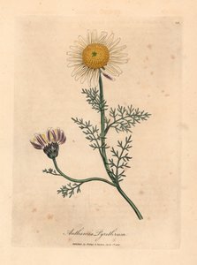Manzanilla española blanca y amarilla, Anthemis pyrethrum, de una ilustración botánica de James Sowerby de "Medical Botany" de William Woodville y Sir William Jackson Hooker 1832 (grabado en placa de cobre coloreada a mano)