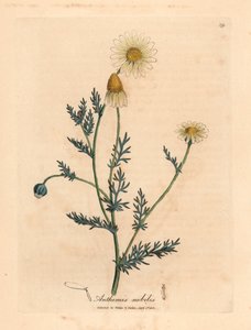 Manzanilla de flores blancas y amarillas, Anthemis nobilis, de una ilustración botánica de James Sowerby de "Medical Botany" de William Woodville y Sir William Jackson Hooker 1832 (grabado en placa de cobre coloreada a mano)