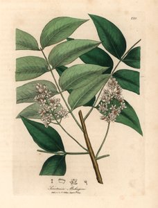 Árbol de caoba de flor blanca, Swietenia mahogani, de una ilustración botánica de James Sowerby de William Woodville y "Medical Botany" de Sir William Jackson Hooker 1832 (grabado en placa de cobre coloreada a mano) de James (after) Sowerby