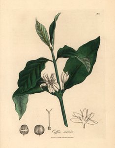 Flor blanca, hojas y granos de la planta del café, Coffea arabica, de una ilustración botánica de James Sowerby de "Medical Botany" de William Woodville y Sir William Jackson Hooker, 1832 (grabado en placa de cobre coloreada a mano) de James (after) Sowerby