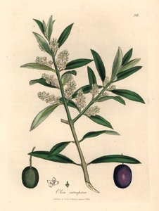 Olivo europeo de flores blancas con fruta, Olea europaea, de una ilustración botánica de James Sowerby de "Medical Botany" de William Woodville y Sir William Jackson Hooker 1832 (grabado en placa de cobre coloreada a mano) de James (after) Sowerby