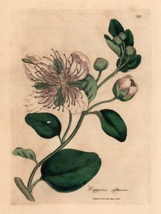 Arbusto de alcaparras de flores blancas, Capparis spinosa, de una ilustración botánica de James Sowerby de "Medical Botany" de William Woodville y Sir William Jackson Hooker 1832 (grabado en placa de cobre coloreada a mano)