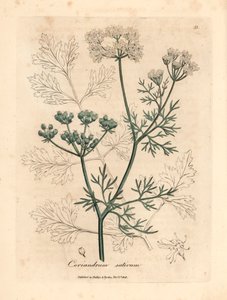 Cilantro de flores blancas, Coriandrum sativum, de una ilustración botánica de James Sowerby de "Medical Botany" de William Woodville y Sir William Jackson Hooker, 1832 (grabado en placa de cobre coloreada a mano)