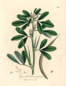 Fenogreco de flores blancas con vaina de semillas, Trigonella foenum graecum, de una ilustración botánica de James Sowerby de William Woodville y "Medical Botany" de Sir William Jackson Hooker 1832 (grabado en placa de cobre coloreada a mano) de James (after) Sowerby
