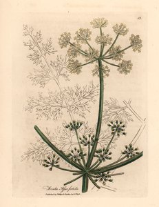 Hinojo gigante de flores blancas o asafetida, Ferula assafoetida, de una ilustración botánica de James Sowerby de William Woodville y "Medical Botany" de Sir William Jackson Hooker 1832 (grabado en placa de cobre coloreada a mano)