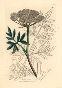 Cicuta de agua de flores blancas, Cicuta virosa, de una ilustración botánica de James Sowerby de William Woodville y "Medical Botany" de Sir William Jackson Hooker 1832 (grabado en placa de cobre coloreada a mano)