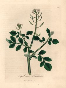 Berro de flor blanca, Sisymbrium nasturtium, de una ilustración botánica de James Sowerby de William Woodville y "Medical Botany" de Sir William Jackson Hooker 1832 (grabado en placa de cobre coloreada a mano) de James (after) Sowerby