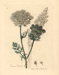 Planta de zanahoria silvestre de flores blancas, Daucus carota, de una ilustración botánica de James Sowerby de William Woodville y "Medical Botany" de Sir William Jackson Hooker 1832 (grabado en placa de cobre coloreada a mano)