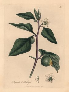 Cereza de invierno de flores blancas, Physalis alkekengi, de una ilustración botánica de James Sowerby de "Medical Botany" de William Woodville y Sir William Jackson Hooker 1832 (grabado en placa de cobre coloreada a mano)