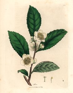Flores blancas y hojas de té verde, Thea bohea, Camellia sinensis, de una ilustración botánica de James Sowerby de "Medical Botany" de William Woodville y Sir William Jackson Hooker 1832 (grabado en placa de cobre coloreada a mano) de James (after) Sowerby