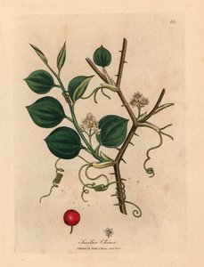 Flores blancas, zarcillos y bayas rojas de smilax chino, de una ilustración botánica de James Sowerby de "Medical Botany" de William Woodville y Sir William Jackson Hooker, 1832 (grabado en placa de cobre coloreada a mano) de James (after) Sowerby