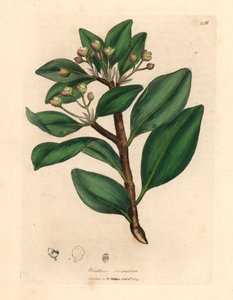 Árbol de corteza de invierno, Wintera aromatica, Drimys winteri, de una ilustración botánica de James Sowerby de William Woodville y "Medical Botany" de Sir William Jackson Hooker 1832 (grabado en placa de cobre coloreada a mano)