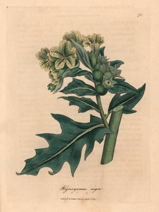 Beleño negro de flores amarillas, Hyoscyamus niger, de una ilustración botánica de James Sowerby de "Medical Botany" de William Woodville y Sir William Jackson Hooker, 1832 (grabado en placa de cobre coloreada a mano) de James (after) Sowerby