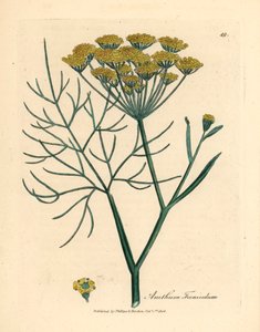 Hinojo de flores amarillas, Anethum foeniculum, de una ilustración botánica de James Sowerby de "Medical Botany" de William Woodville y Sir William Jackson Hooker, 1832 (grabado en placa de cobre coloreada a mano)