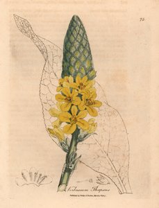 Gran gordolobo de hoja ancha con flores amarillas, Verbascum thapsus, de una ilustración botánica de James Sowerby de William Woodville y "Medical Botany" de Sir William Jackson Hooker 1832 (grabado en placa de cobre coloreada a mano) de James (after) Sowerby