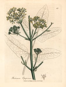 Opopanax de flores amarillas o pastinaca áspera, Pastinaca opopanax, de una ilustración botánica de James Sowerby de William Woodville y "Medical Botany" de Sir William Jackson Hooker 1832 (grabado en placa de cobre coloreada a mano) de James (after) Sowerby