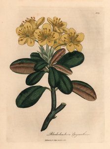 Rododendro de flores amarillas, crisantemo de rododendro, de una ilustración botánica de James Sowerby de "Medical Botany" de William Woodville y Sir William Jackson Hooker 1832 (grabado en placa de cobre coloreada a mano) de James (after) Sowerby