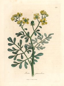 Ruda de flores amarillas, Ruta graveolens, de una ilustración botánica de James Sowerby de "Medical Botany" de William Woodville y Sir William Jackson Hooker 1832 (grabado en placa de cobre coloreada a mano) de James (after) Sowerby