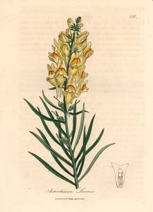 Boca de dragón de flores amarillas, Antirrhinum linaria, de una ilustración botánica de James Sowerby de William Woodville y "Medical Botany" de Sir William Jackson Hooker 1832 (grabado en placa de cobre coloreada a mano) de James (after) Sowerby