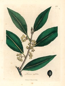 Hojas de laurel dulce con flores amarillas, Laurus nobilis, de una ilustración botánica de James Sowerby de William Woodville y "Medical Botany" de Sir William Jackson Hooker 1832 (grabado en placa de cobre coloreada a mano) de James (after) Sowerby